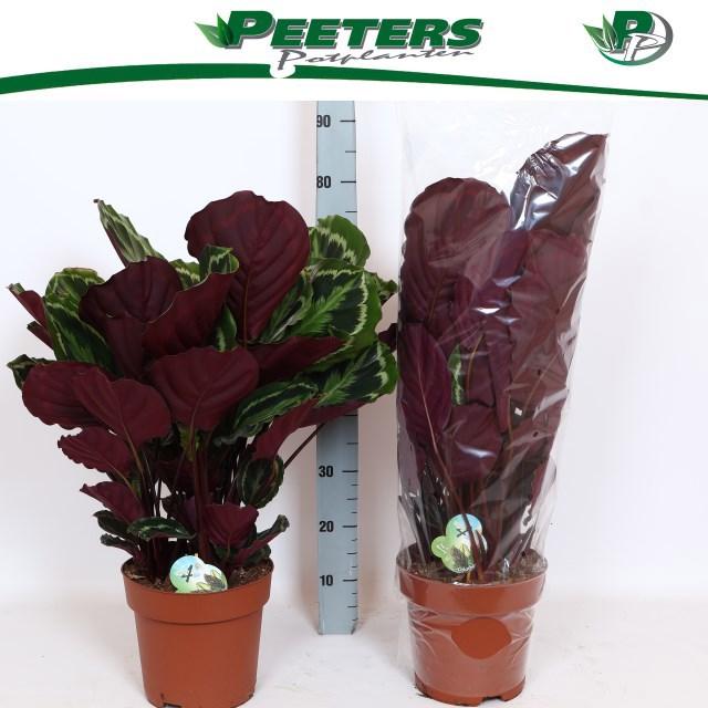 Горшечные цветы и растения оптом Calat Medallion от 1шт из Голландии с доставкой по России