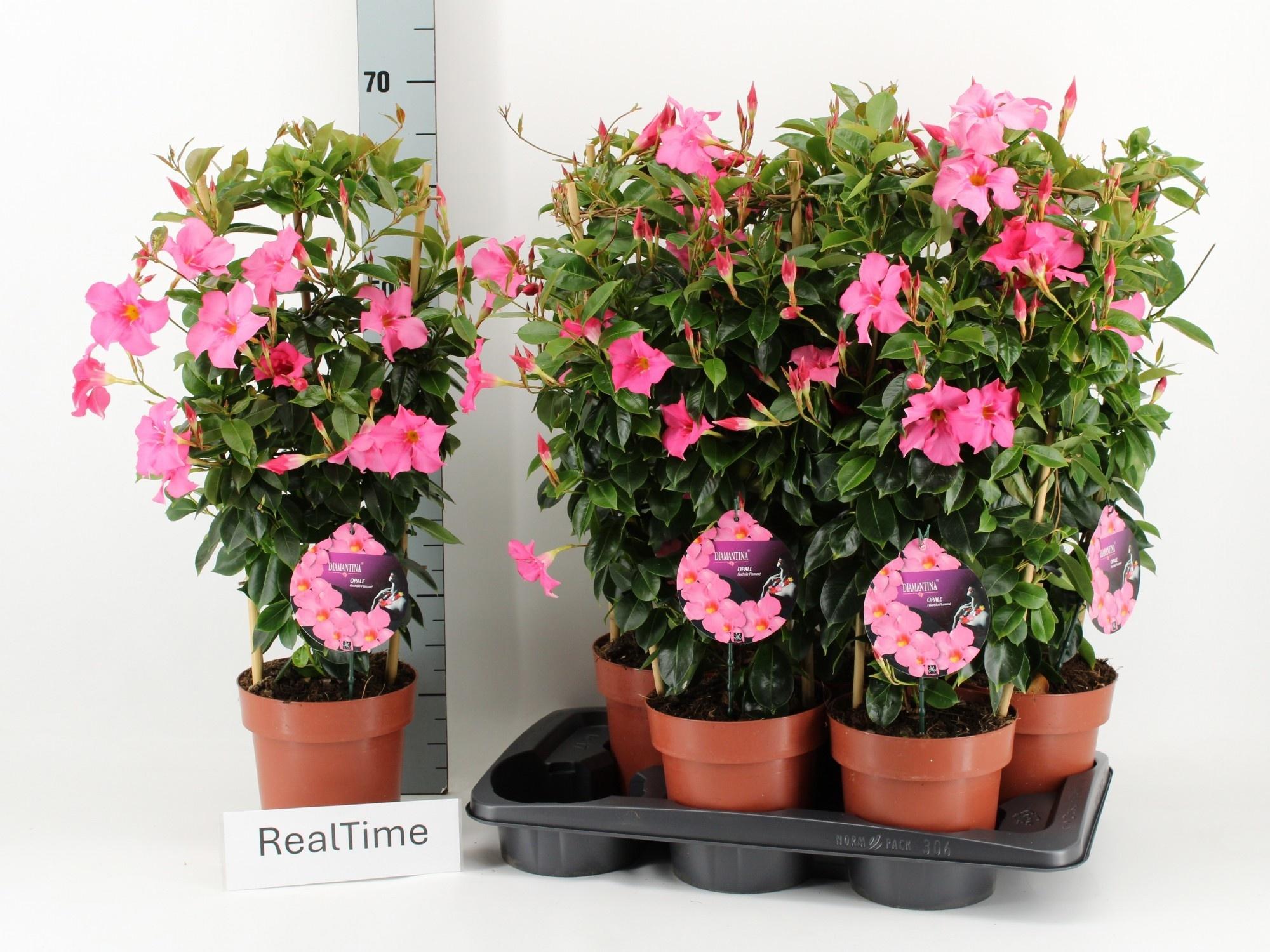 Горшечные цветы и растения оптом Mande Di Opa Fu Flam от 6шт из Голландии с доставкой по России