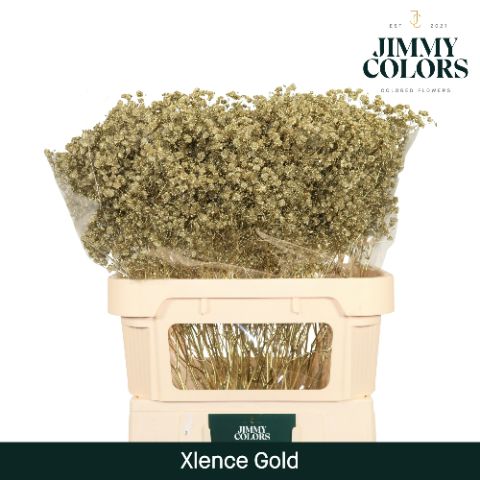 Срезанные цветы оптом Gyps large paint gold от 50шт из Голландии с доставкой по России