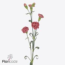 Срезанные цветы оптом Dianthus sp miss trendy от 60шт из Голландии с доставкой по России