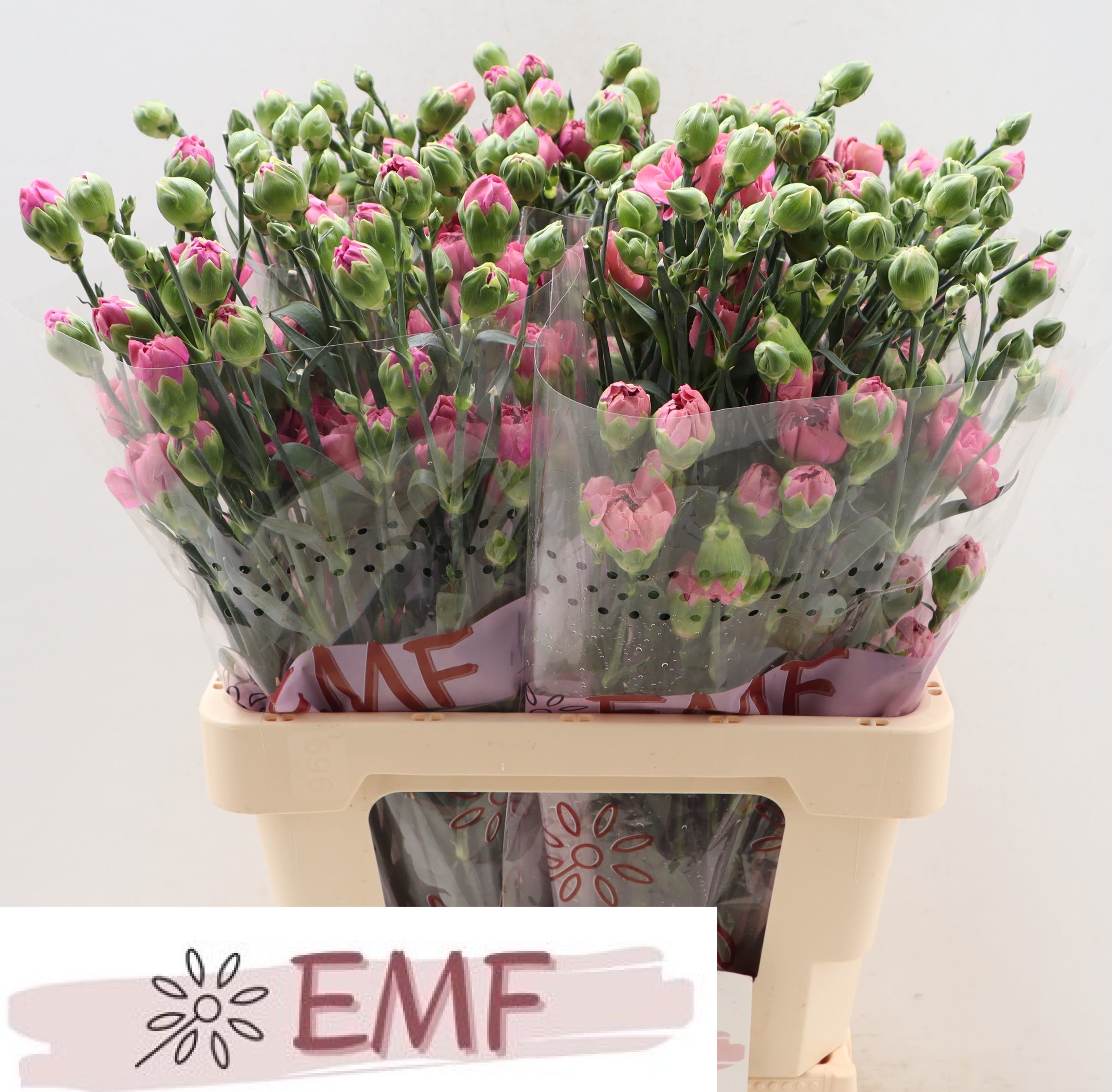 Срезанные цветы оптом Dianthus sp miss sassy от 60шт из Голландии с доставкой по России