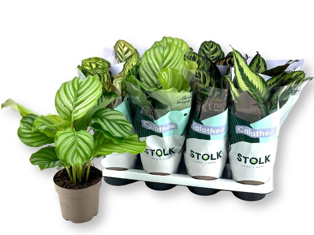 Горшечные цветы и растения оптом Calat Gem 4 Srt от 8шт из Голландии с доставкой по России