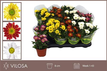 Горшечные цветы и растения оптом Chrysant Swifty Mix от 16шт (для телеги) из Голландии с доставкой по России