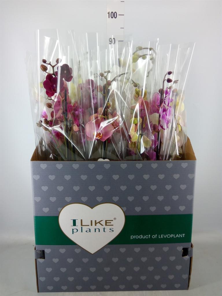 Горшечные цветы и растения оптом Phalaenopsis   ...mix от 12шт из Голландии с доставкой по России
