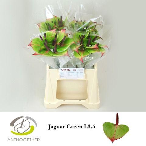 Срезанные цветы оптом Anthurium jaguar green от 40шт из Голландии с доставкой по России