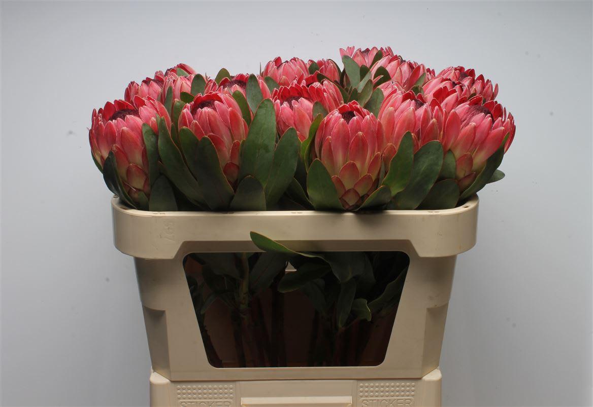 Срезанные цветы оптом Protea sylvia от 10шт из Голландии с доставкой по России