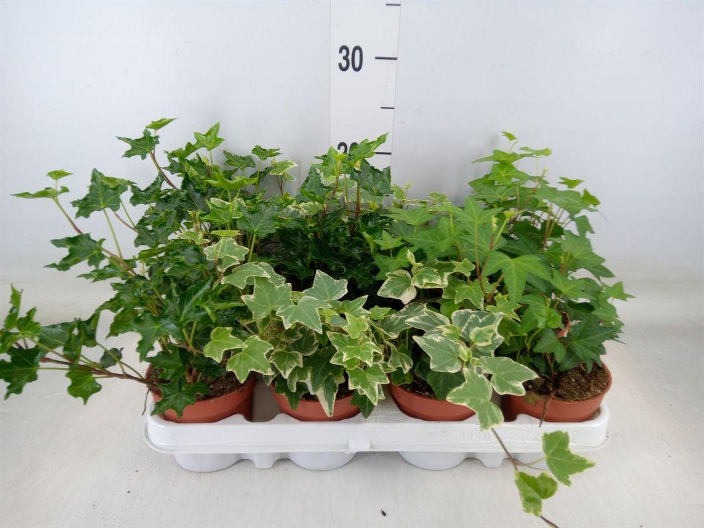 Горшечные цветы и растения оптом Hedera   ...mix от 12шт (для телеги) из Голландии с доставкой по России