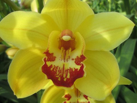 Срезанные цветы оптом Cymbidium yellow rijsenhout от 2шт из Голландии с доставкой по России