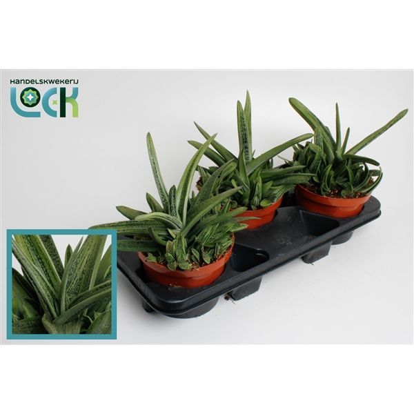 Горшечные цветы и растения оптом Gasteria Littele Worthy от 3шт из Голландии с доставкой по России