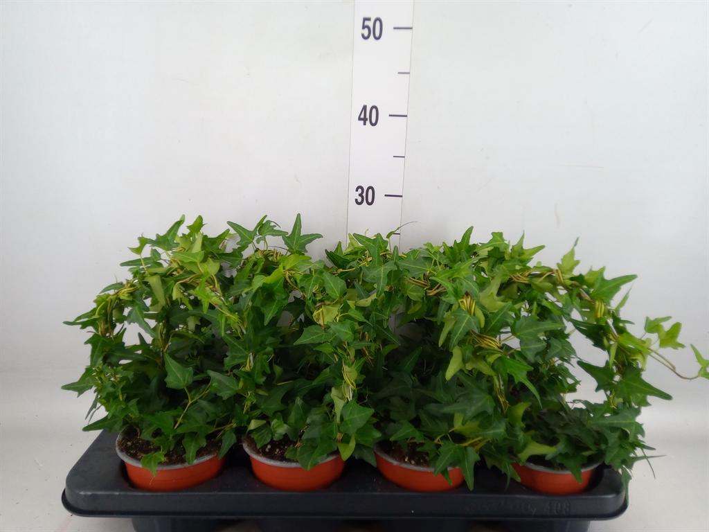 Горшечные цветы и растения оптом Hedera Helix   ..special Shapes L% от 8шт из Голландии с доставкой по России