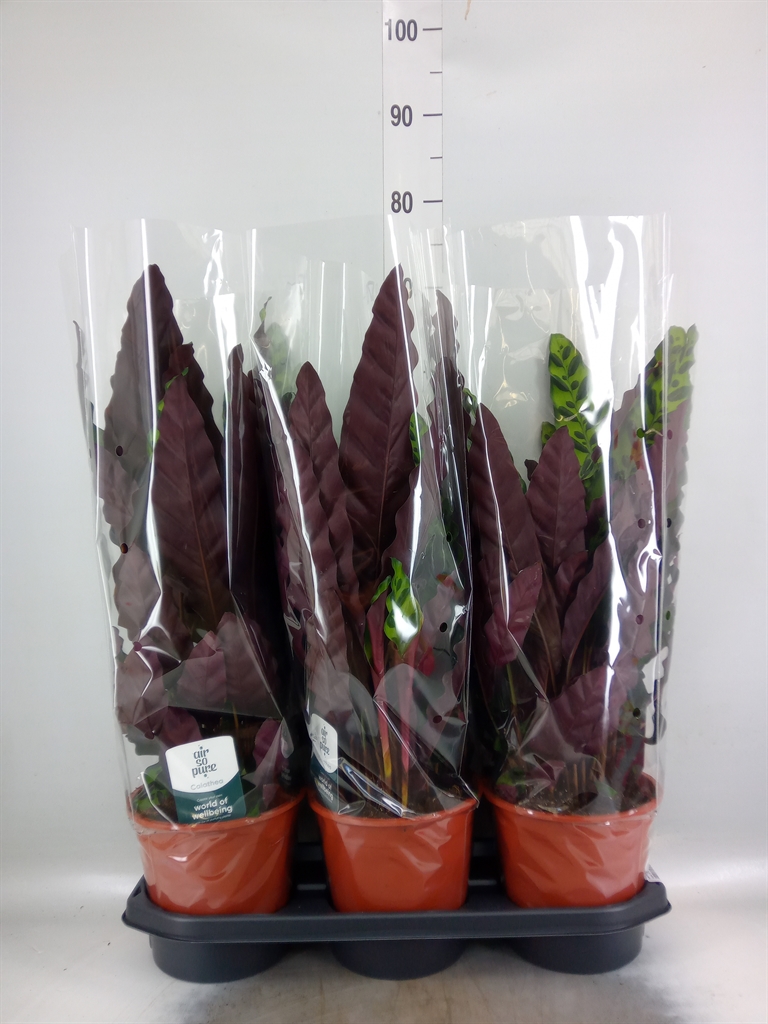 Горшечные цветы и растения оптом Calathea Lancifolia от 3шт из Голландии с доставкой по России