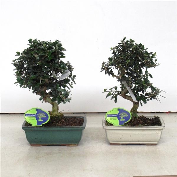 Горшечные цветы и растения оптом Bonsai Olea Sylvestris от 6шт из Голландии с доставкой по России