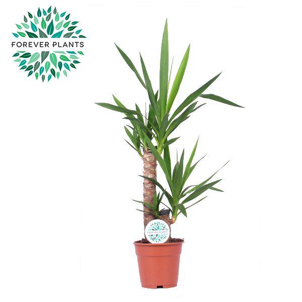 Горшечные цветы и растения оптом Yucca 45-20 1+ от 6шт из Голландии с доставкой по России