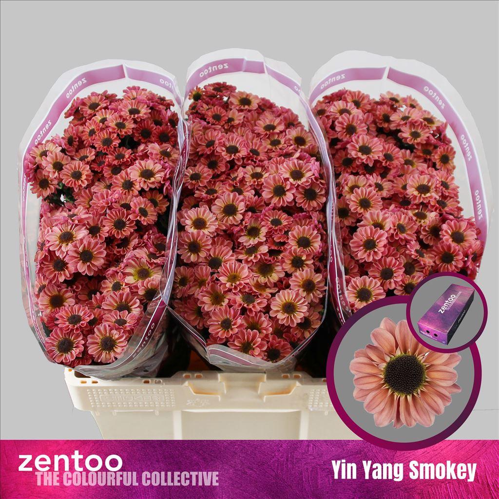 Срезанные цветы оптом Chrys sa yin yang smokey от 225шт из Голландии с доставкой по России
