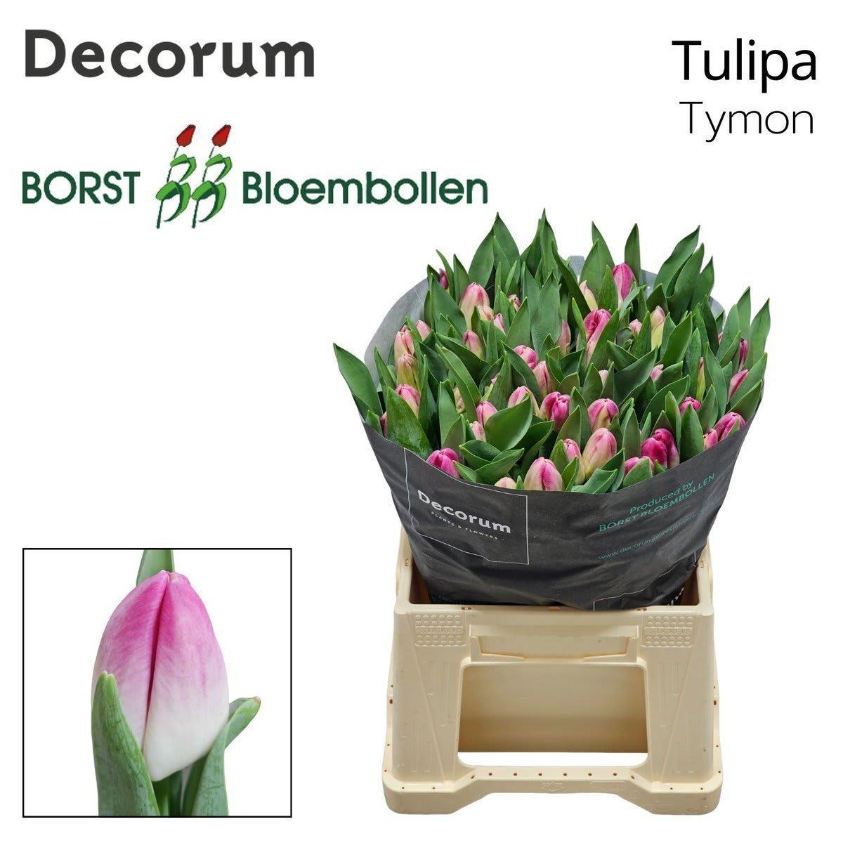 Срезанные цветы оптом Tulipa si tymon от 50шт из Голландии с доставкой по России