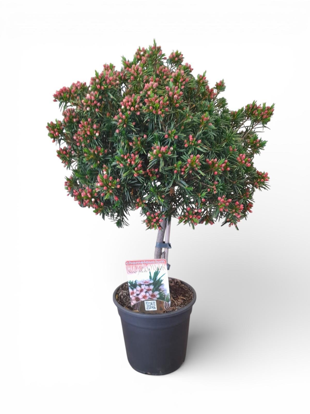 Горшечные цветы и растения оптом Chamelaucium Gem Flower On Stem от 6шт из Голландии с доставкой по России