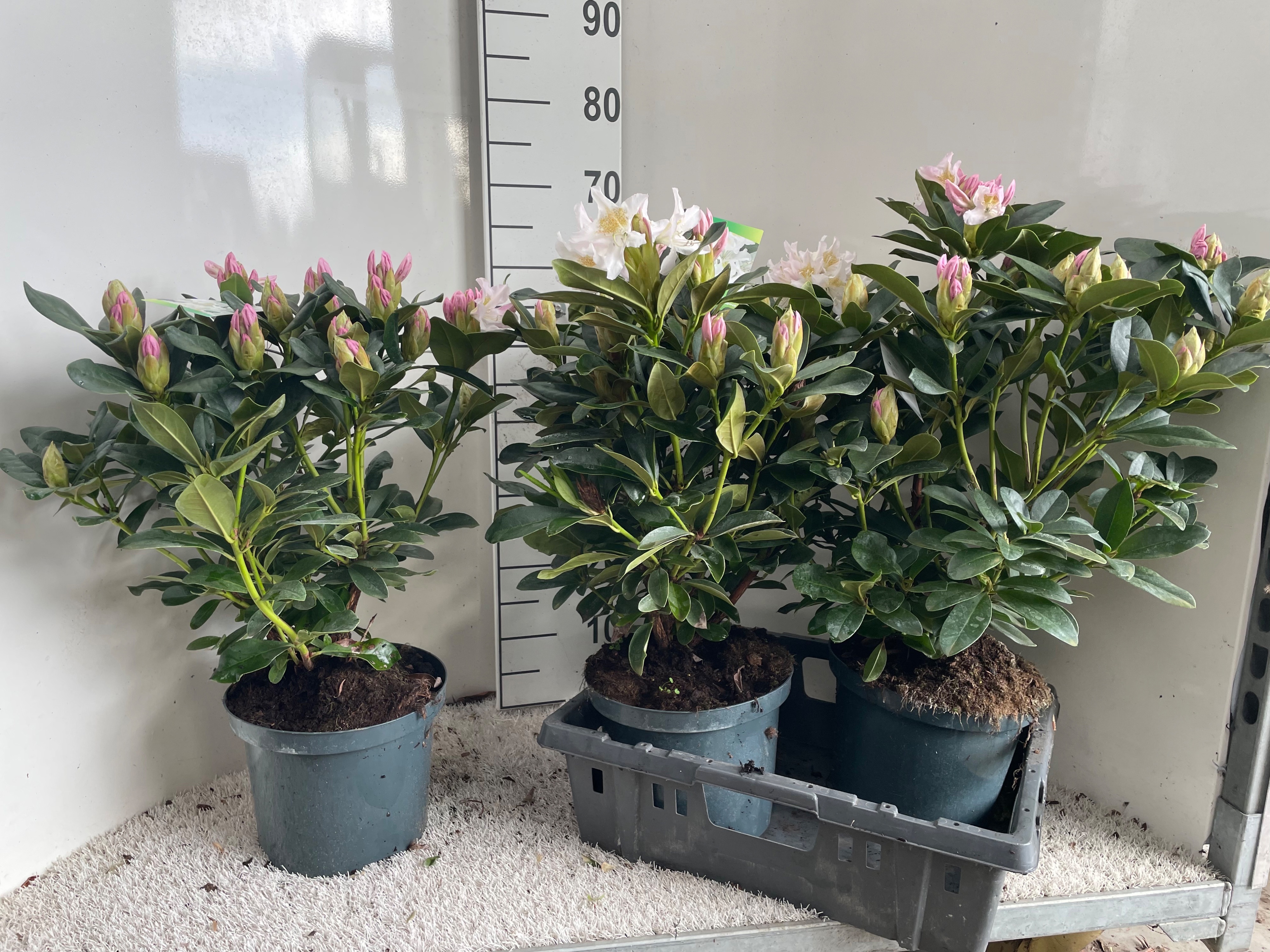 Горшечные цветы и растения оптом Rhod Cau Cunningh Wh от 3шт из Голландии с доставкой по России