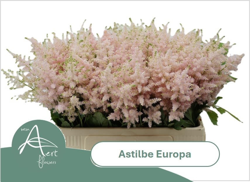 Срезанные цветы оптом Astilbe europa от 100шт. из Голландии с доставкой по России