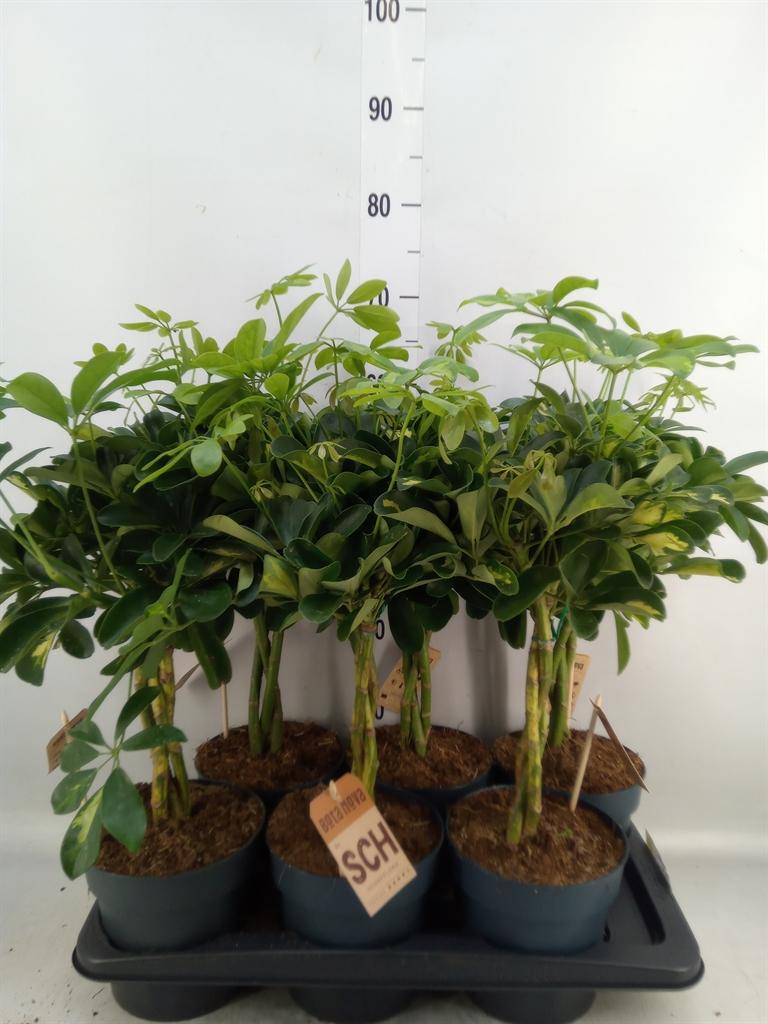 Горшечные цветы и растения оптом Schefflera Arbor.   ... от 6шт из Голландии с доставкой по России