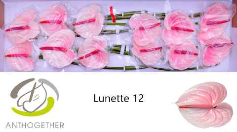 Срезанные цветы оптом Anthurium lunette от 12шт из Голландии с доставкой по России
