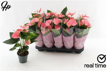 Горшечные цветы и растения оптом Anthu An Sweet Dream 4+ от 10шт из Голландии с доставкой по России