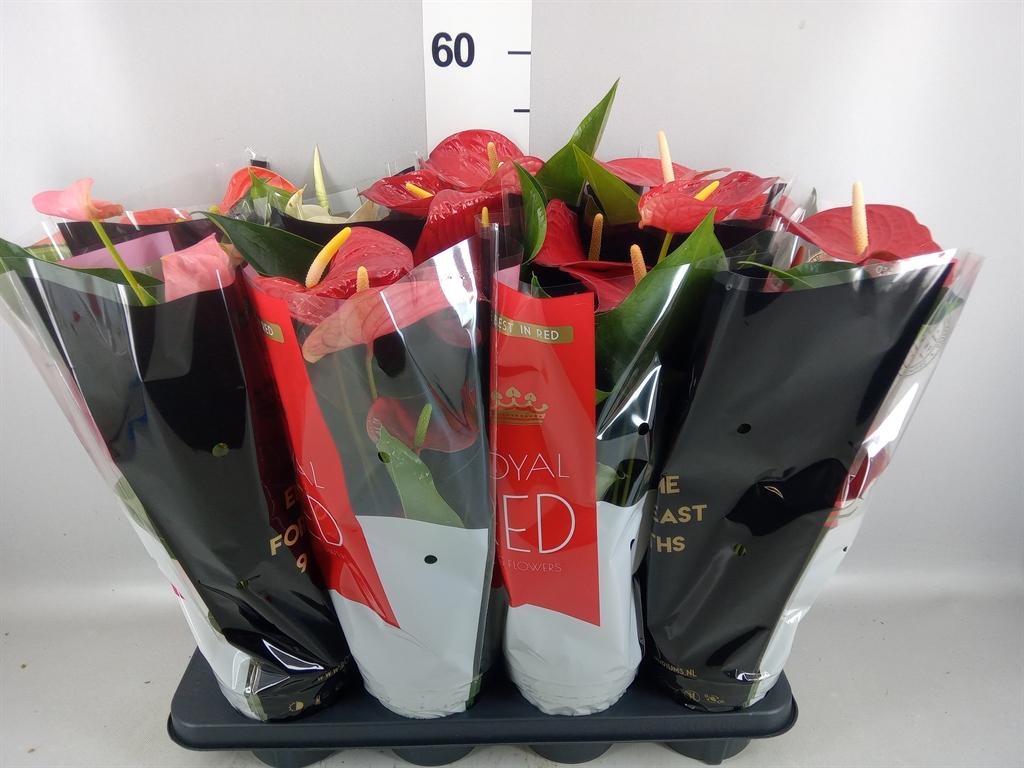Горшечные цветы и растения оптом Anthurium Andr. querida от 8шт из Голландии с доставкой по России