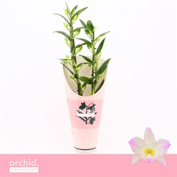 Горшечные цветы и растения оптом Dendr Nob 2st Kumiko Orchid Collection от 6шт из Голландии с доставкой по России