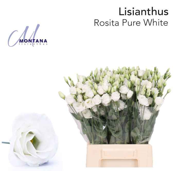 Срезанные цветы оптом Lisianthus do rosita white от 50шт из Голландии с доставкой по России