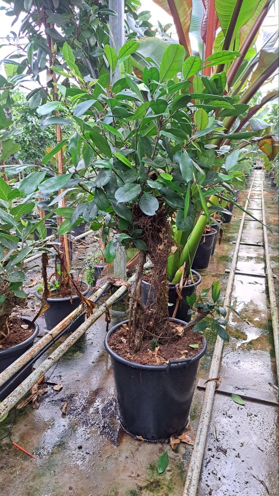 Горшечные цветы и растения оптом Ficus Cyathistipula Branched  Xl от 1шт из Голландии с доставкой по России