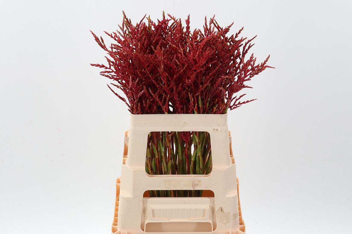 Срезанные цветы оптом Bromeliabloem 60cm от 50шт из Голландии с доставкой по России