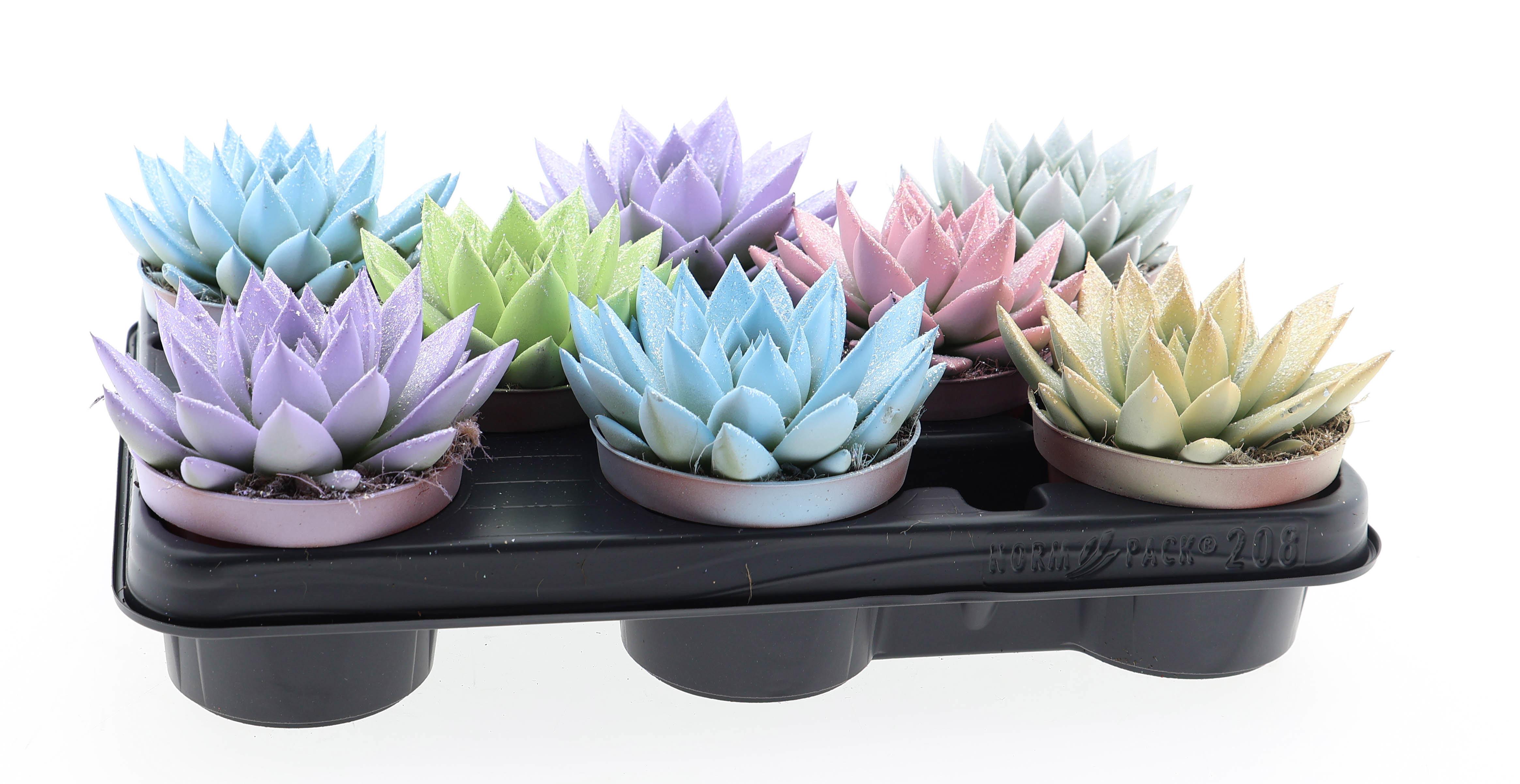 Горшечные цветы и растения оптом Echeveria Miranda White + Glitter от 8шт из Голландии с доставкой по России