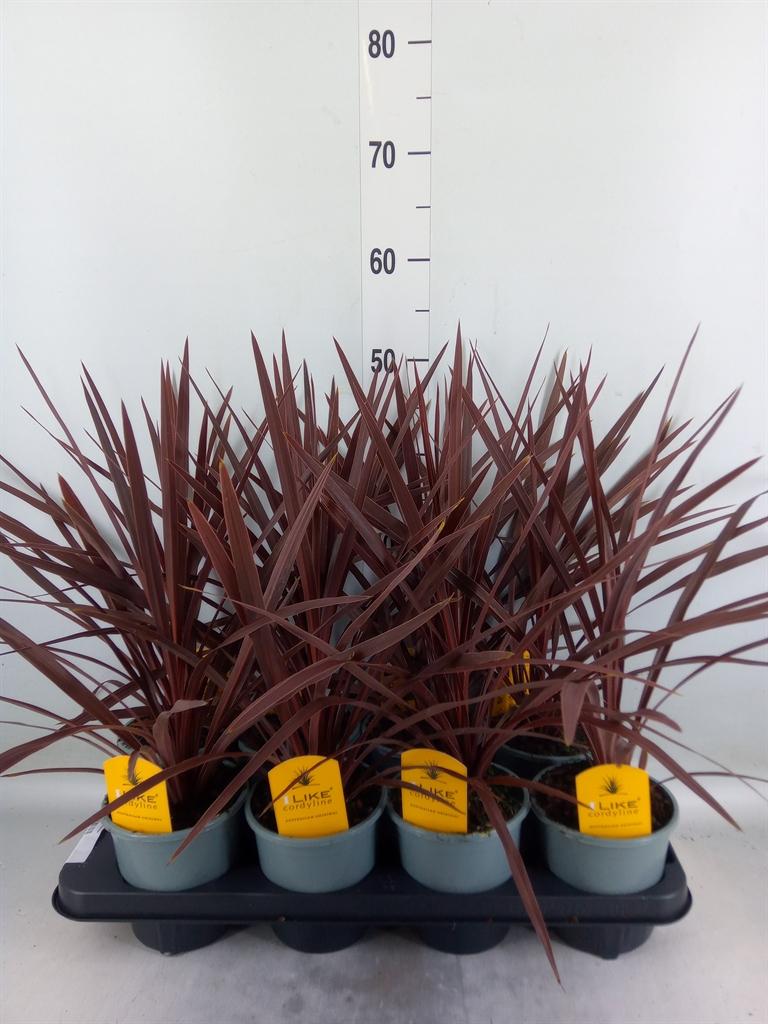 Горшечные цветы и растения оптом Cordyline Aus Red Star от 8шт из Голландии с доставкой по России