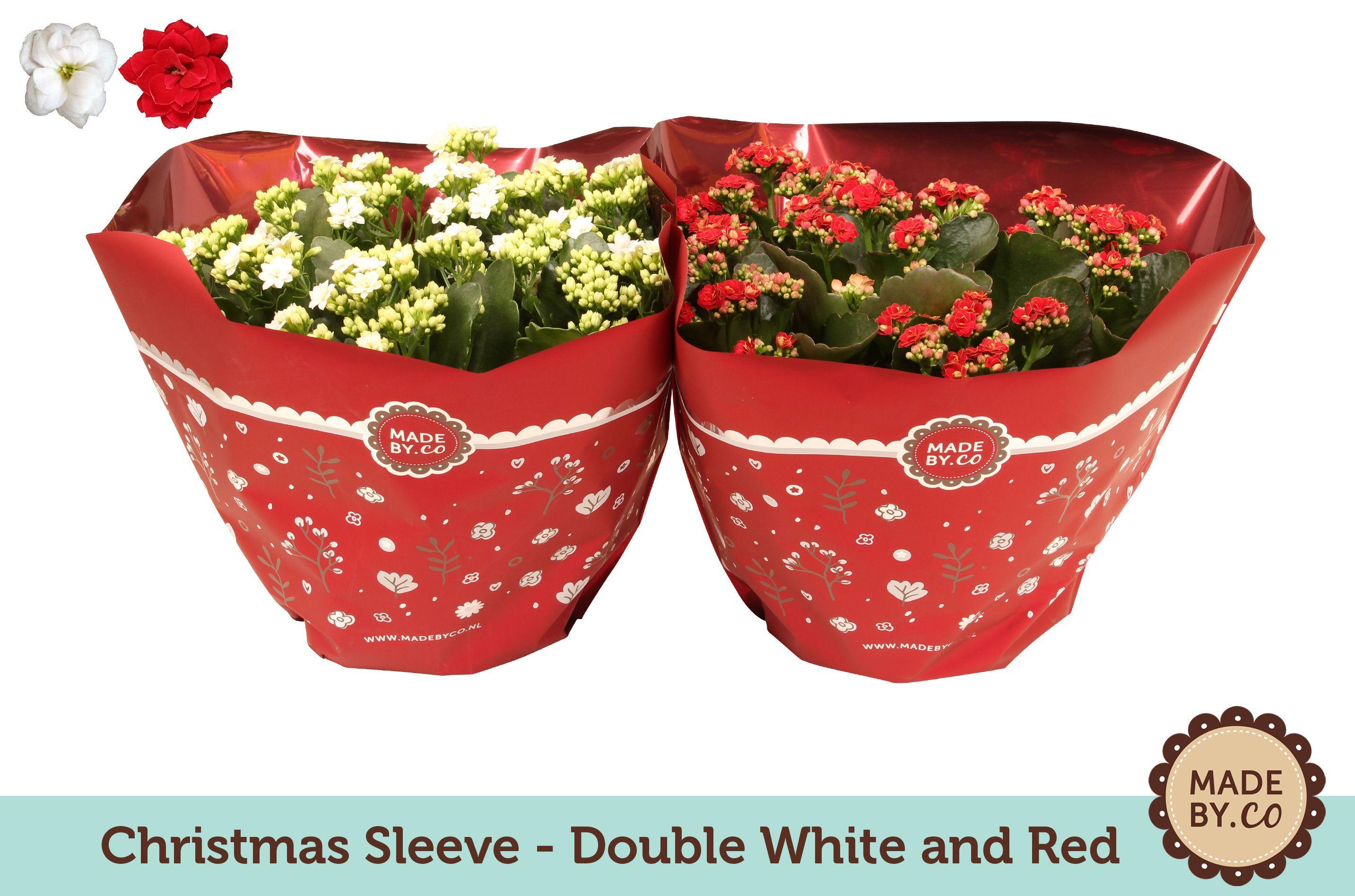 Горшечные цветы и растения оптом Kalanchoe Double Red/white от 1шт из Голландии с доставкой по России