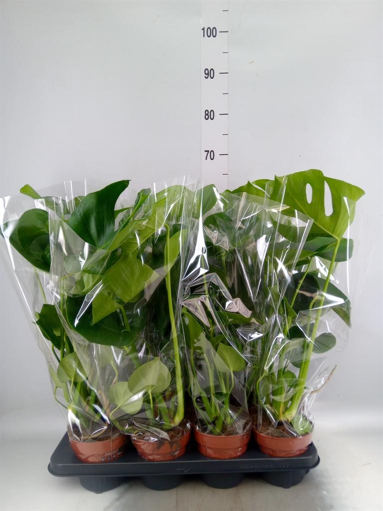 Горшечные цветы и растения оптом Monstera Delic. от 8шт из Голландии с доставкой по России