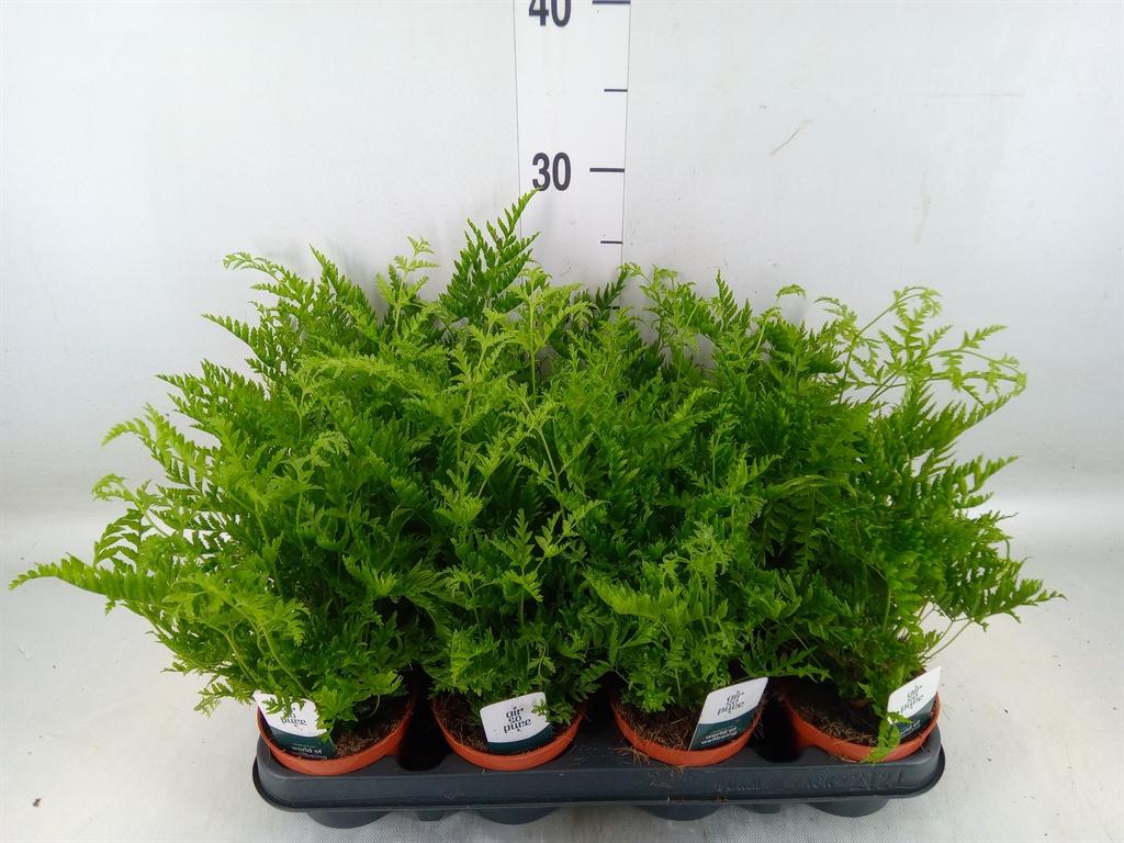 Горшечные цветы и растения оптом Pteris Straminea от 12шт (для телеги) из Голландии с доставкой по России