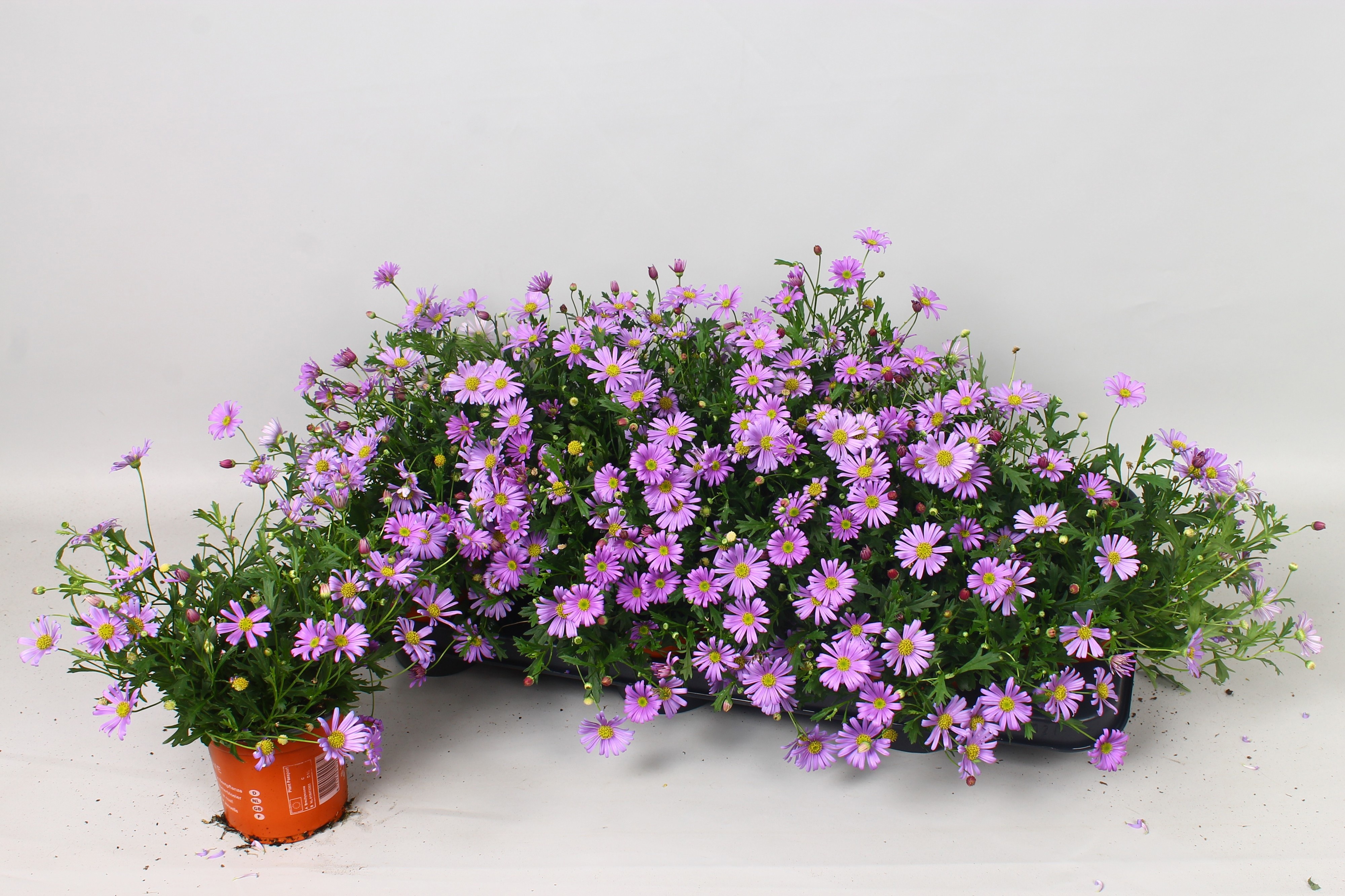 Горшечные цветы и растения оптом Brach Bras Violet от 12шт из Голландии с доставкой по России