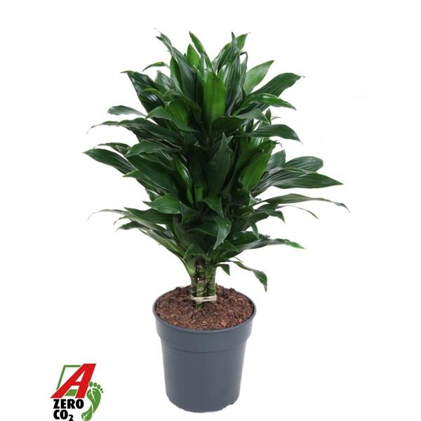 Горшечные цветы и растения оптом Drac Green Jewel Branched от 1шт из Голландии с доставкой по России