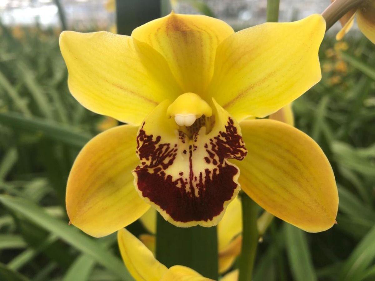 Срезанные цветы оптом Minicymbidium gold florisun vera от 12шт из Голландии с доставкой по России