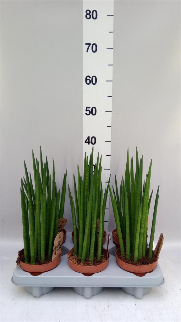 Горшечные цветы и растения оптом Sansevieria Bacularis от 6шт из Голландии с доставкой по России