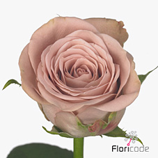Срезанные цветы оптом Rosa large cappuccino от 40шт.. из Голландии с доставкой по России