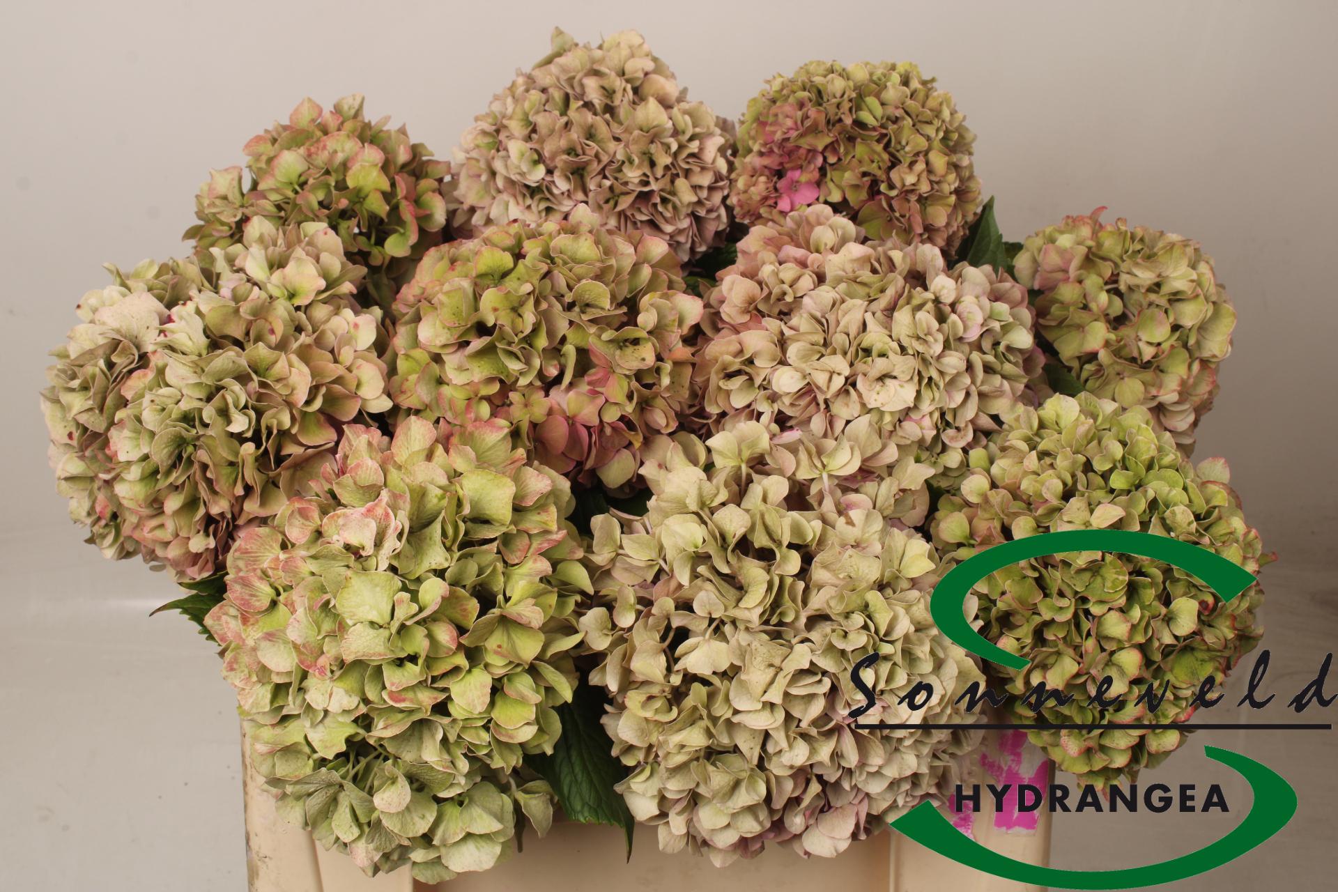 Срезанные цветы оптом Hydrangea glowing alps classic от 10шт из Голландии с доставкой по России