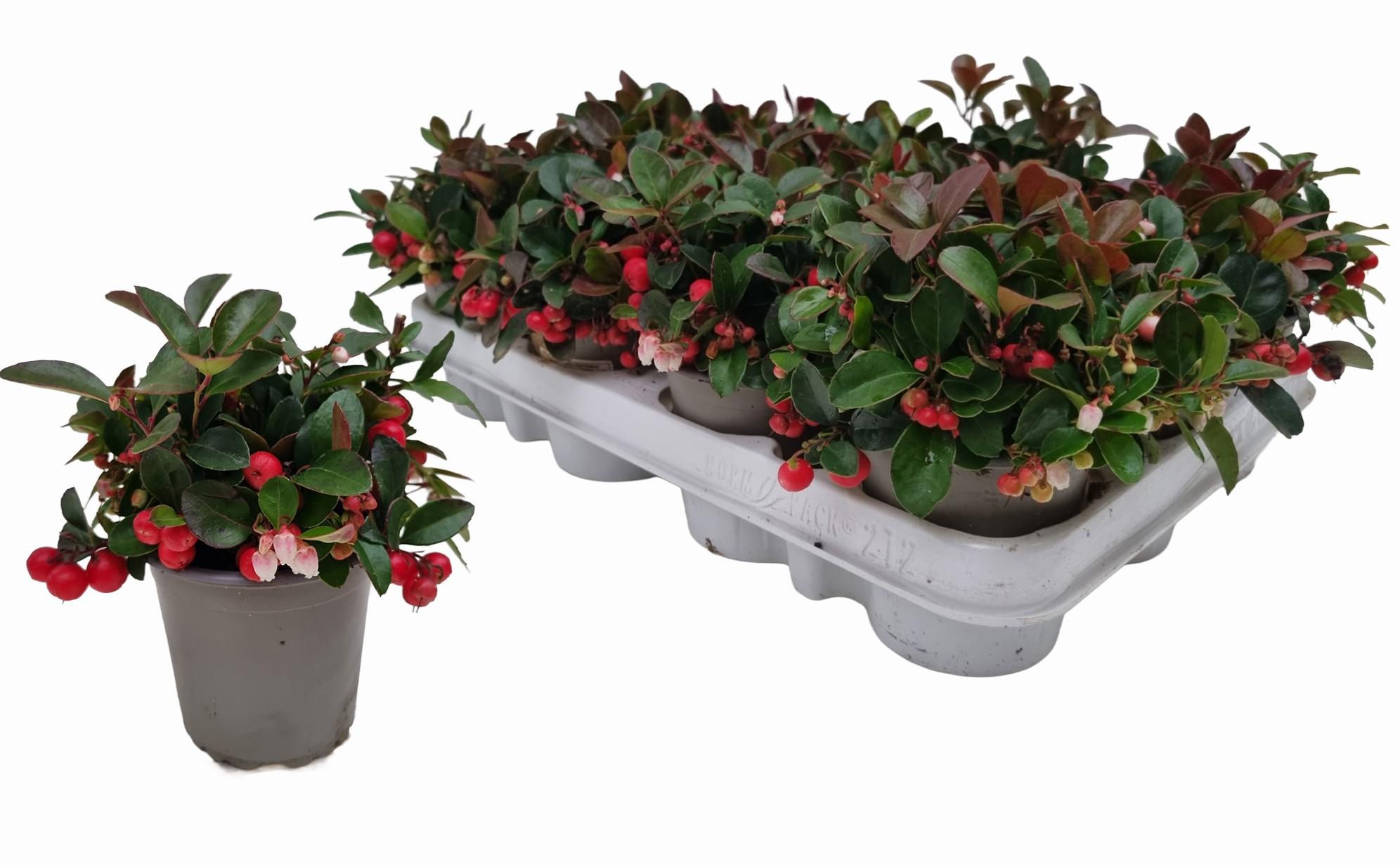 Горшечные цветы и растения оптом Gaulth Procumbens от 12шт (для телеги) из Голландии с доставкой по России