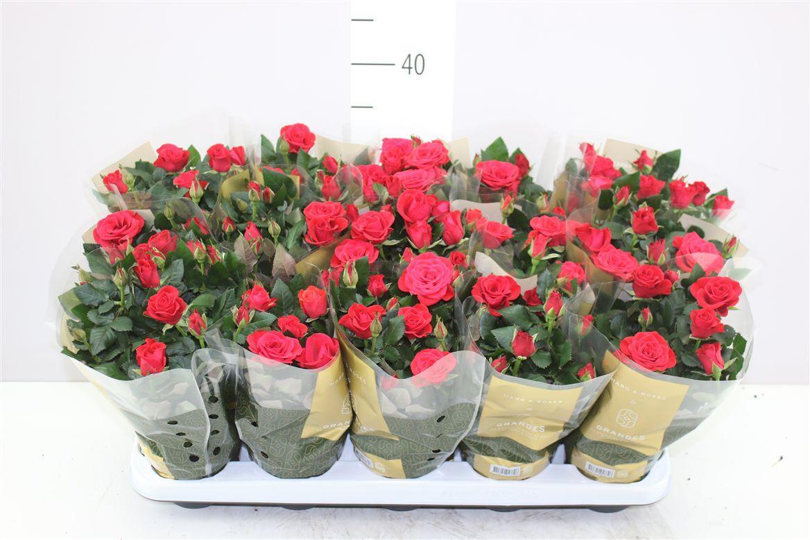 Горшечные цветы и растения оптом Rosa Kordana Mercedes от 15шт из Голландии с доставкой по России