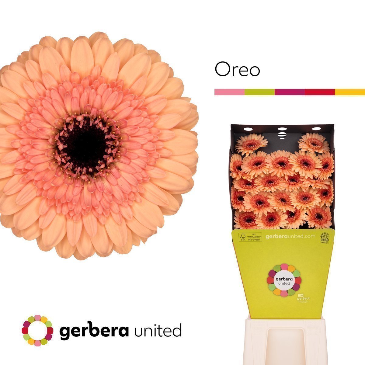 Срезанные цветы оптом Germini diamond oreo от 40шт.. из Голландии с доставкой по России