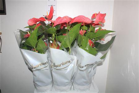 Горшечные цветы и растения оптом Anthu An Maine 6+ от 6шт из Голландии с доставкой по России