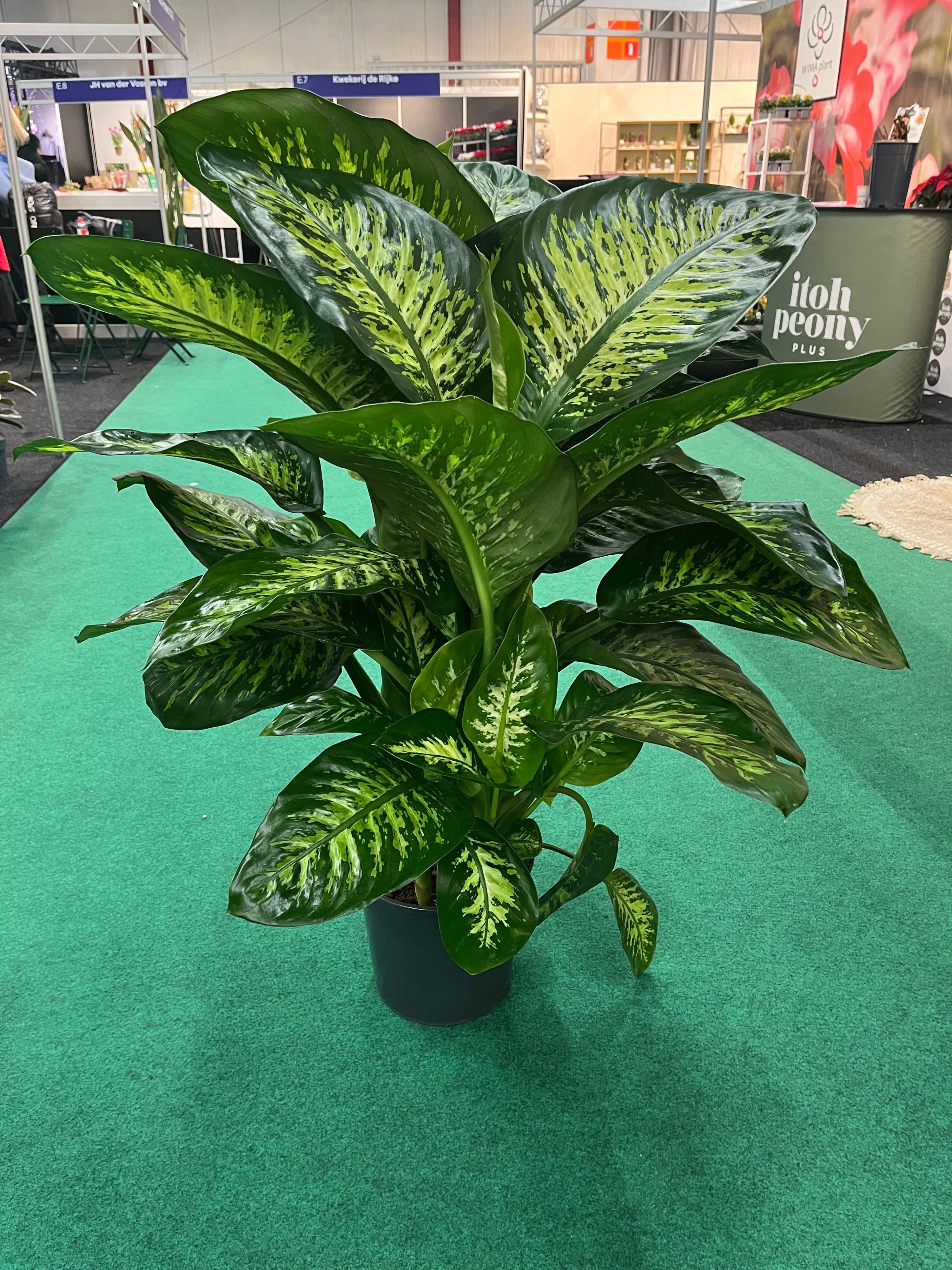 Горшечные цветы и растения оптом Dieff Se Tropic Snow от 1шт из Голландии с доставкой по России