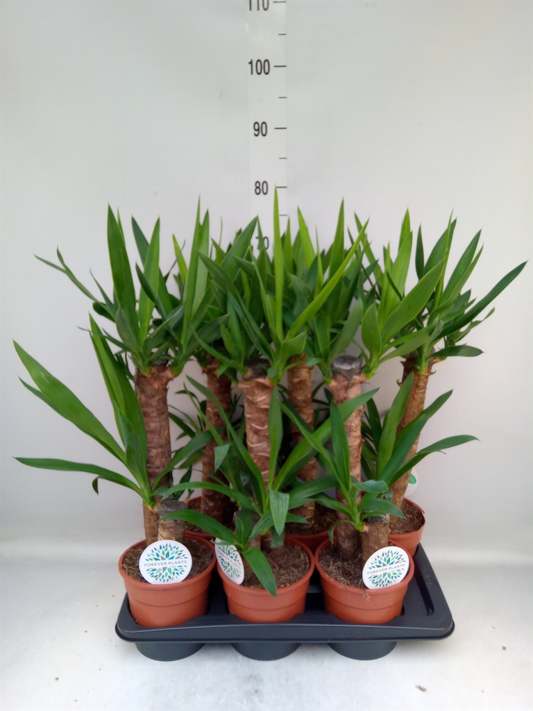 Горшечные цветы и растения оптом Yucca   ... от 6шт из Голландии с доставкой по России