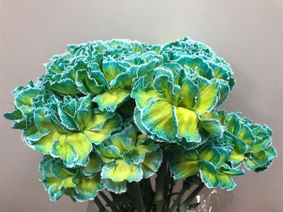 Срезанные цветы оптом Dianthus st paint double mint от 80шт из Голландии с доставкой по России