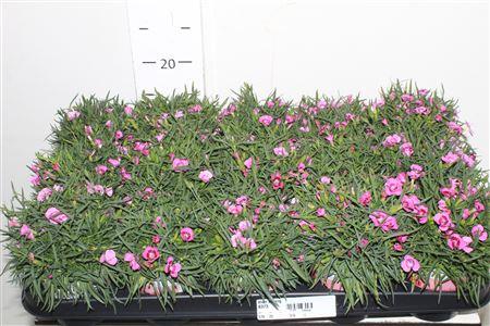 Горшечные цветы и растения оптом ** Dian Purple Star * Spring Deal * от 15шт из Голландии с доставкой по России