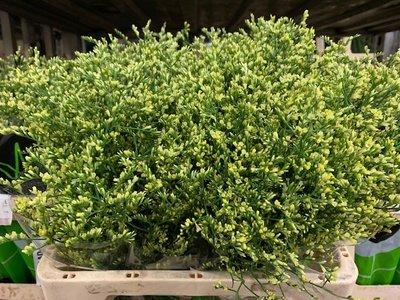 Срезанные цветы оптом Limonium china lemon от 50шт из Голландии с доставкой по России